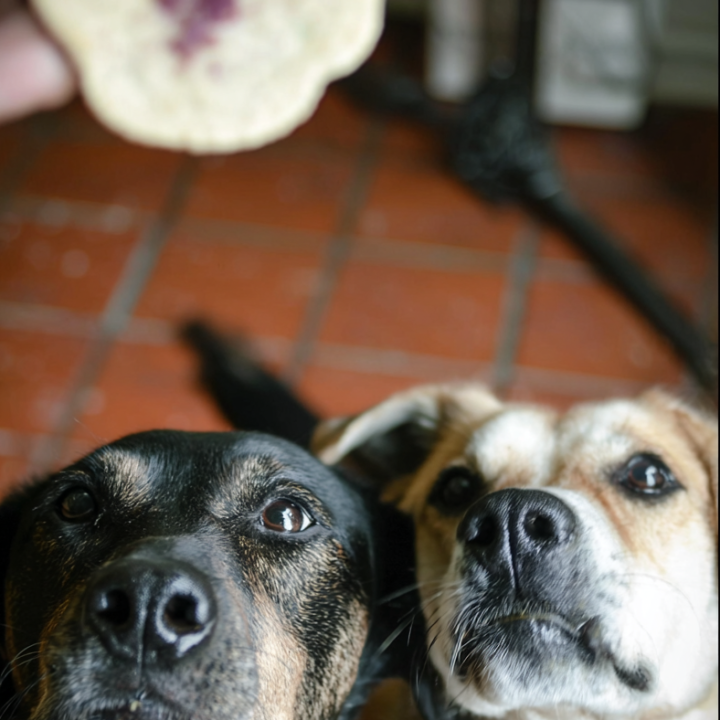 Homemade Baked Apple and Cranberry Dog Treats